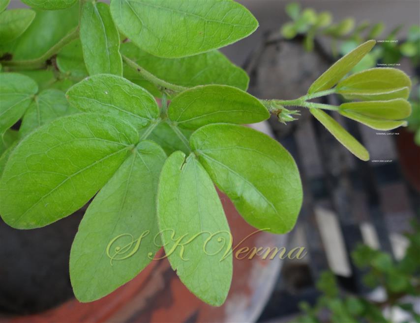  Leaves